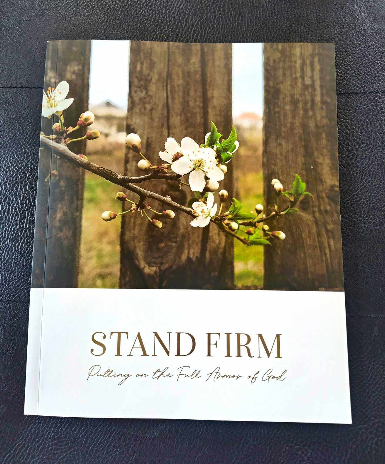 The Daily Grace Co. Stand Firm Bible Study Book, Trade Paperback