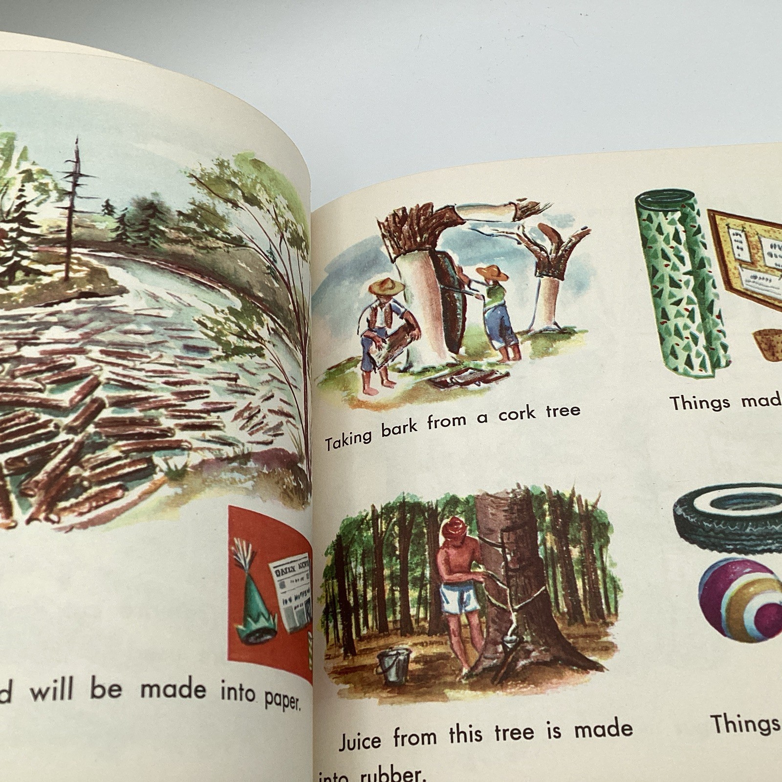 WHAT IS A TREE (The What Is It Series) by Gene Darby, Benfic Press, 1962