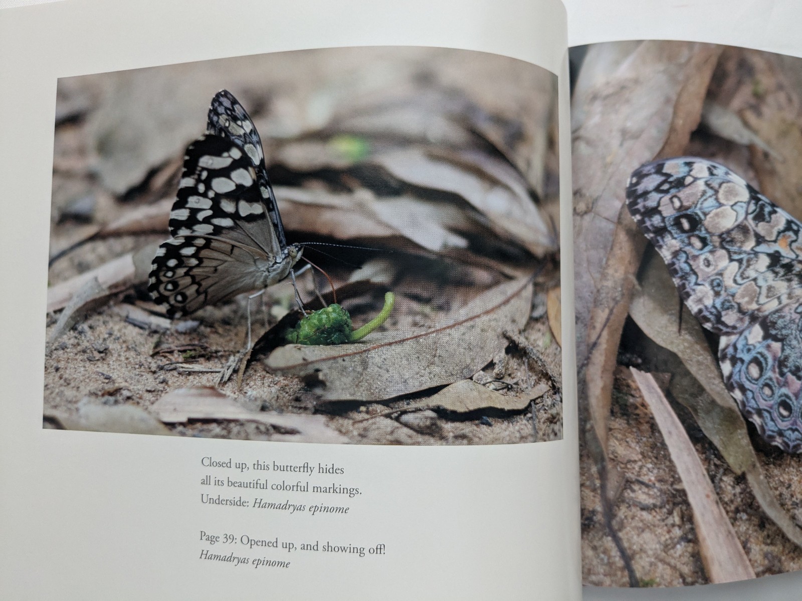 Butterflies of Iguazu Falls, Argentina 2010 SIGNED William J. Cooper Ltd 1st Ed
