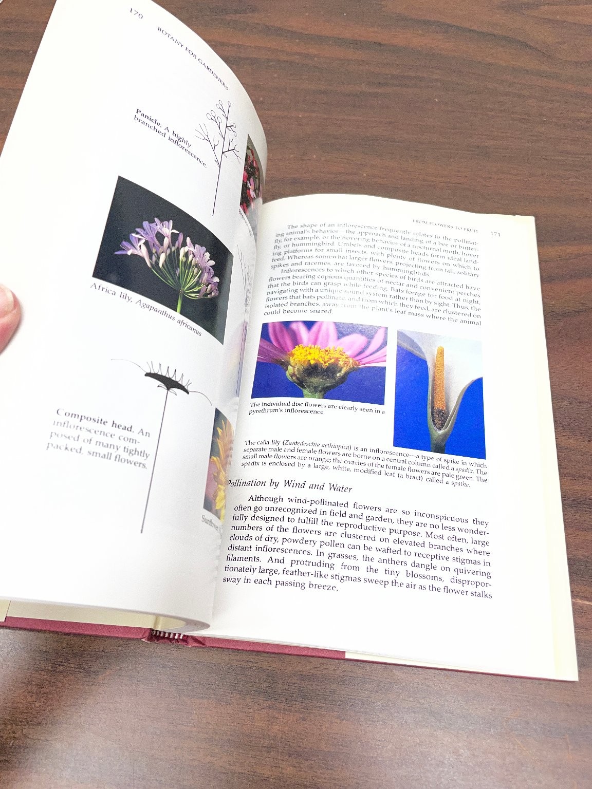 Botany for Gardeners Brian Capon 1990 2nd Printing Illustrated Timber Press