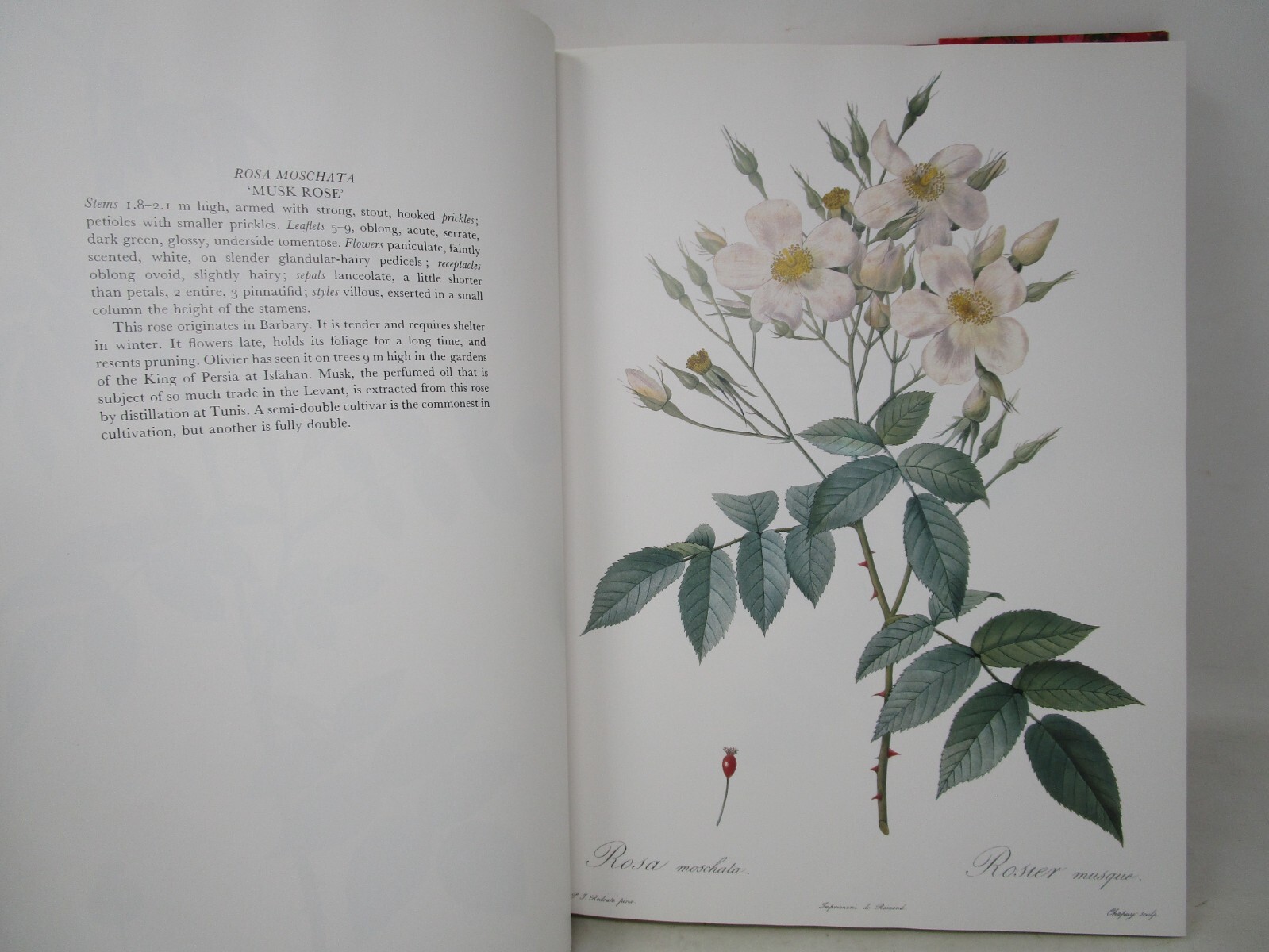 P. J. Redoute Redoute’s Roses 167 Full Page Paintings 1990