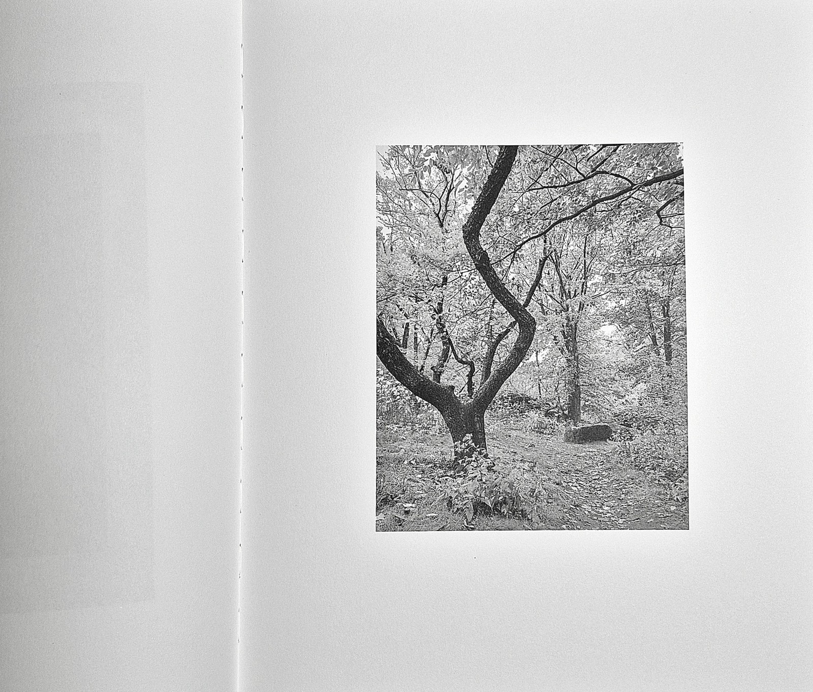 Donavon Smallwood · Languor (Trespasser · 2021 · 1st Edition) Black Portraiture