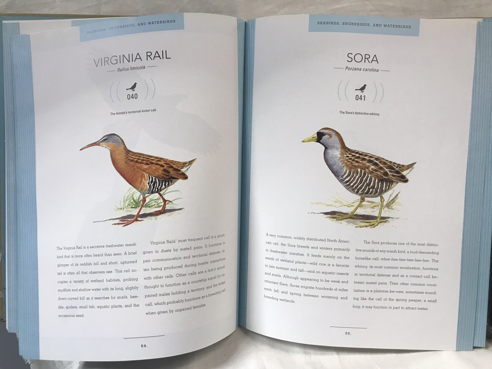 Bird Songs: 250 North American Birds in Song by Les Beletsky 2006 Hardcover