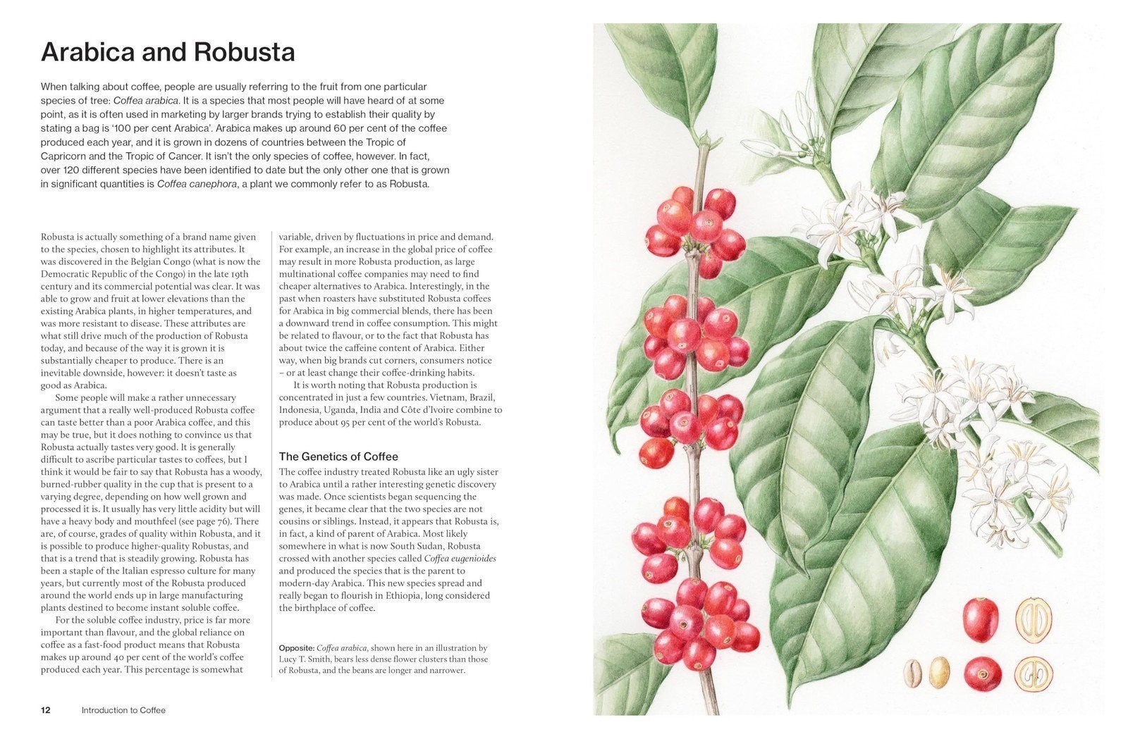 The World Atlas of Coffee 3rd edition: From beans to brewing – coffees…