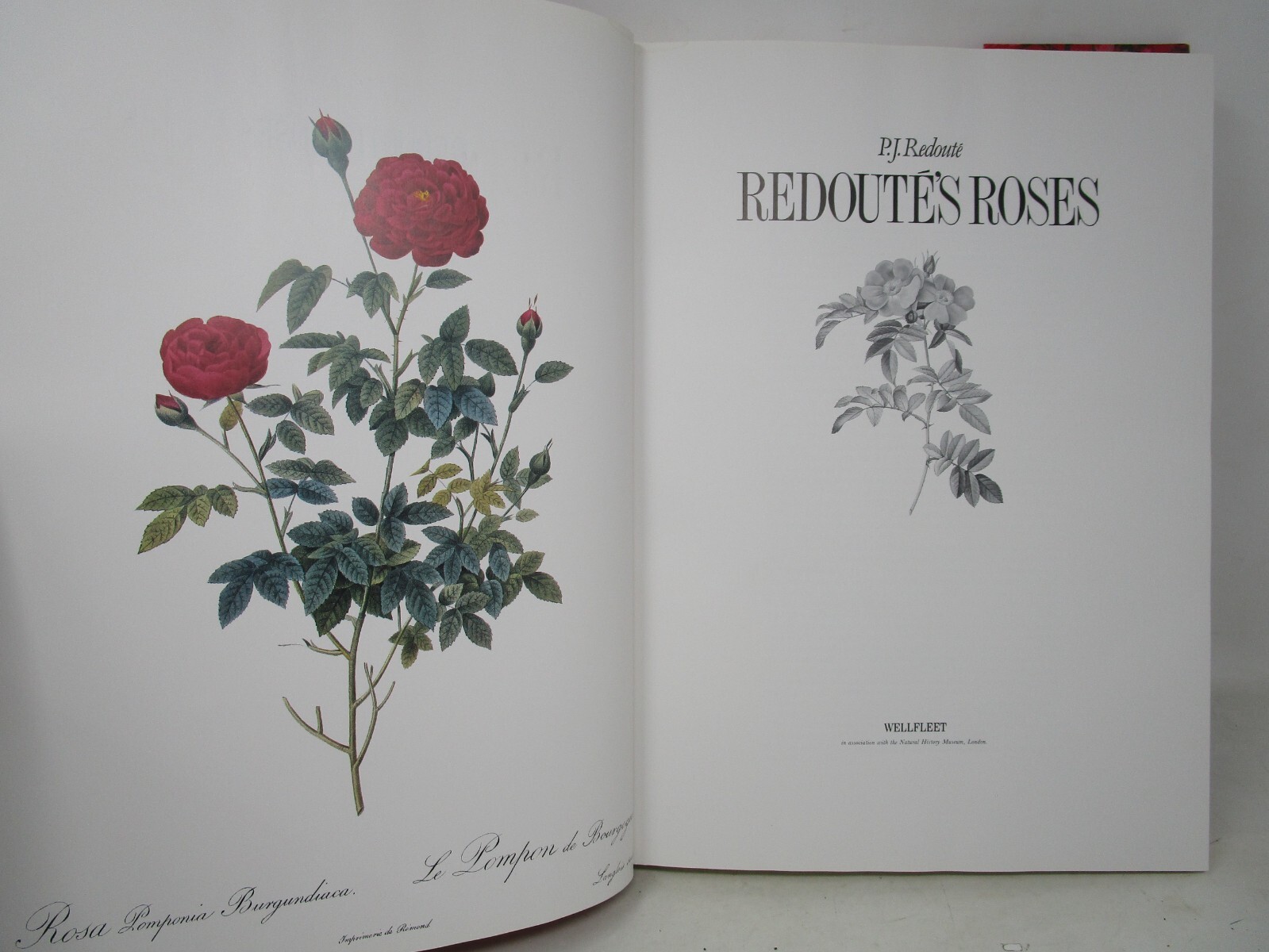P. J. Redoute Redoute’s Roses 167 Full Page Paintings 1990