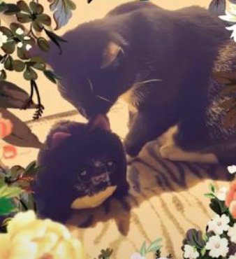 It’s time for some catnip with Predicto Cat