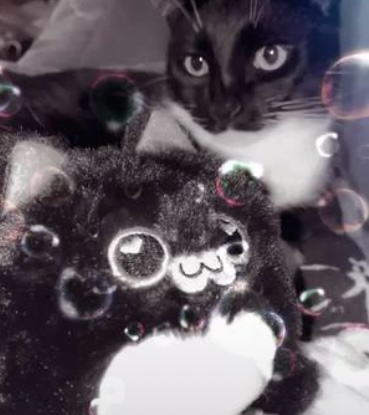 Predicto Cats says I love You