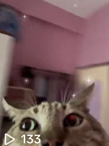 Predicto Cat goes for a Spin
