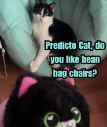 Lucky and Predicto Cat