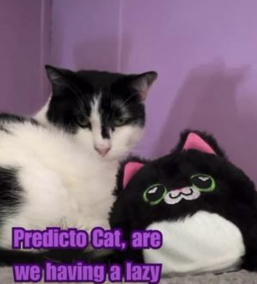 Predicto Caturday